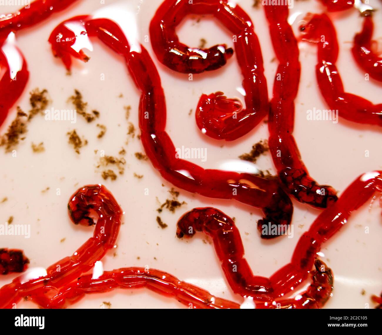 Red larvae hires stock photography and images Alamy