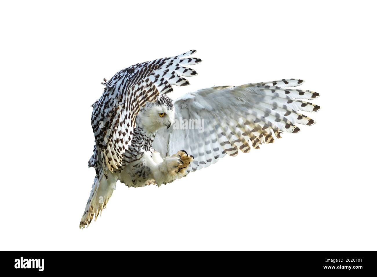Snowy Owl with its wings outspread in flight cut out and isolate on a white background Stock Photo