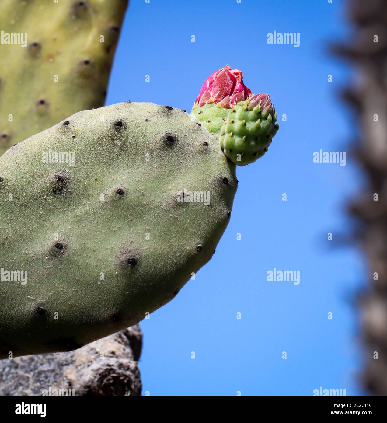 Details of a Cactus, blossom Stock Photo Alamy