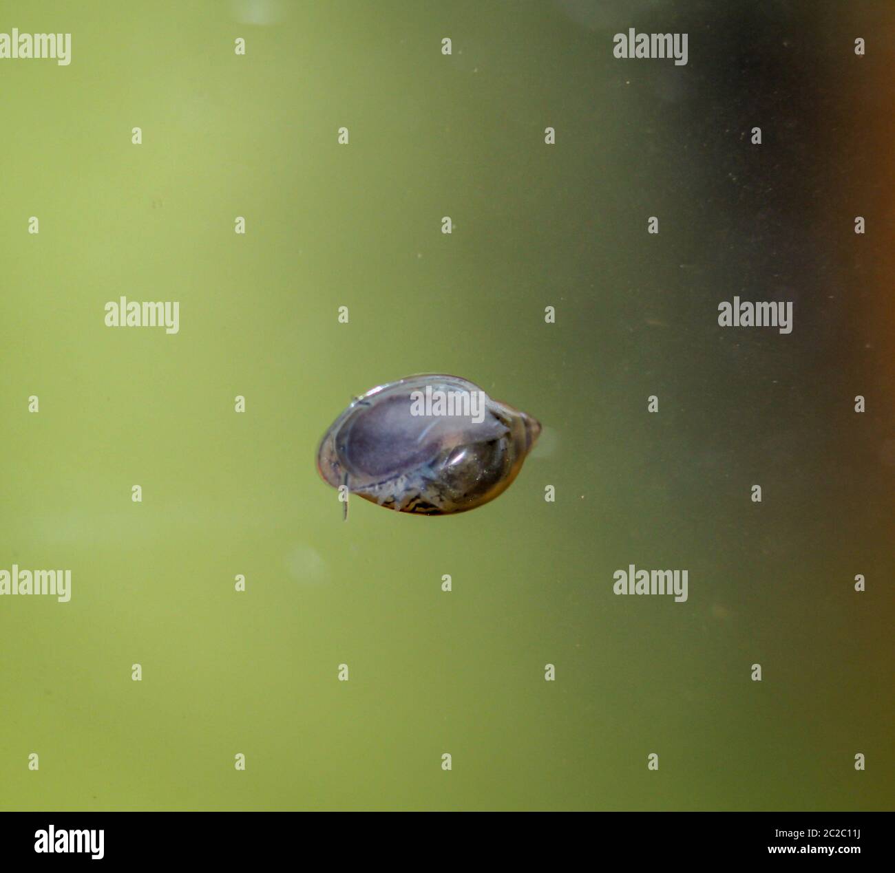 this is a close up of a bubble snails, eggs of snails Stock Photo Alamy