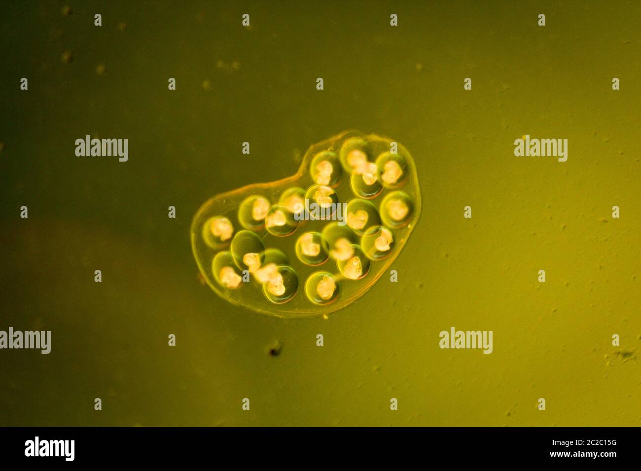 this is a close up of a bubble snails, eggs of snails Stock Photo Alamy