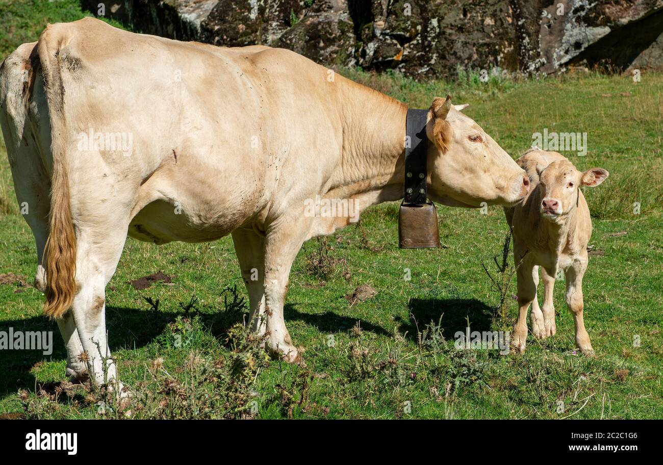 a white cow with cowbell and calf Stock Photo Alamy