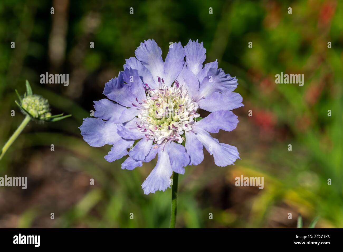 Scabiosa Caucasica Isaac House A Blue Summer Perennial Flowering Plant Commonly Known As Pincushion Flower Stock Photo Alamy