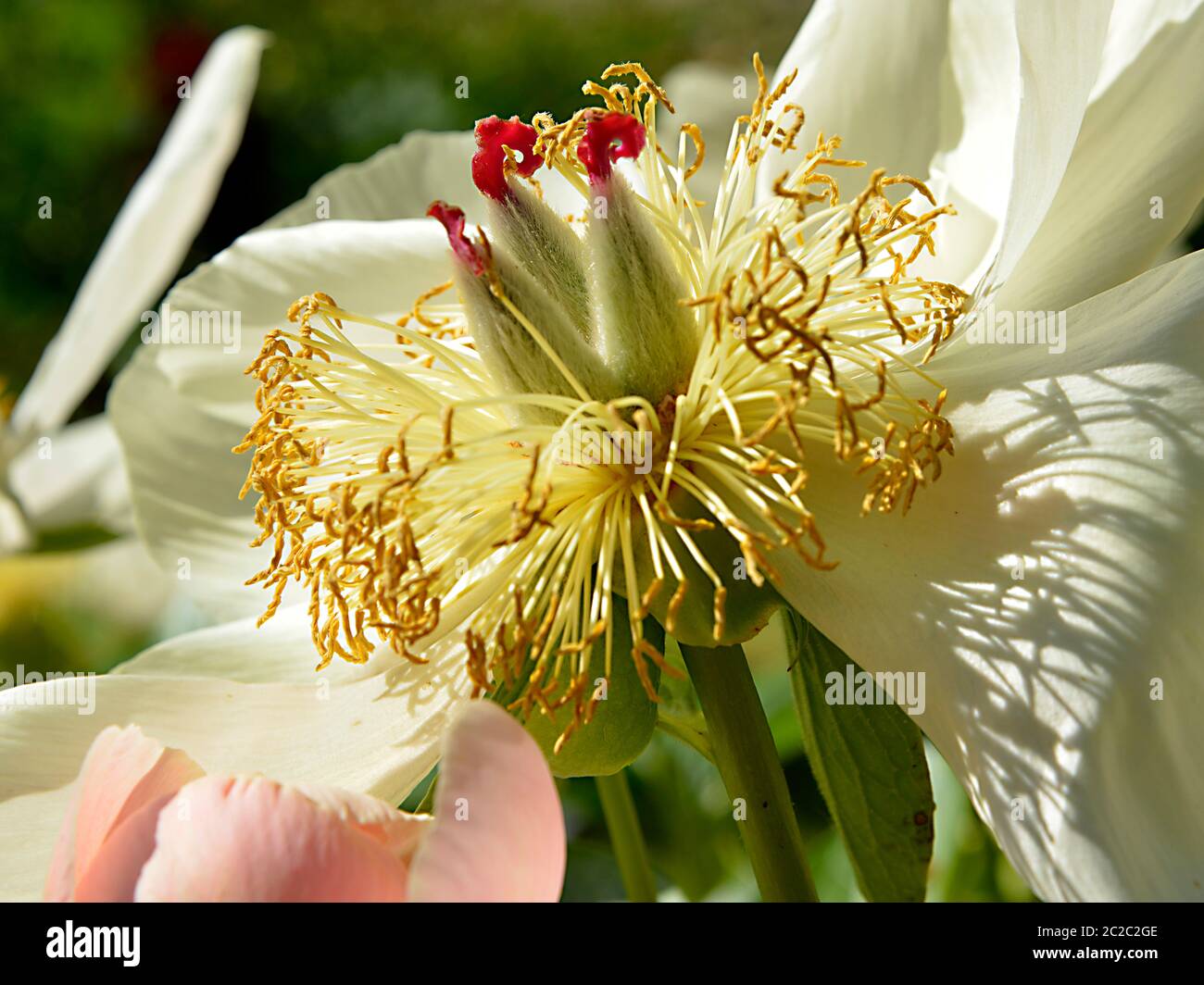 Macro white Chinese peony flower (Paeonia lactiflora) Stock Photo