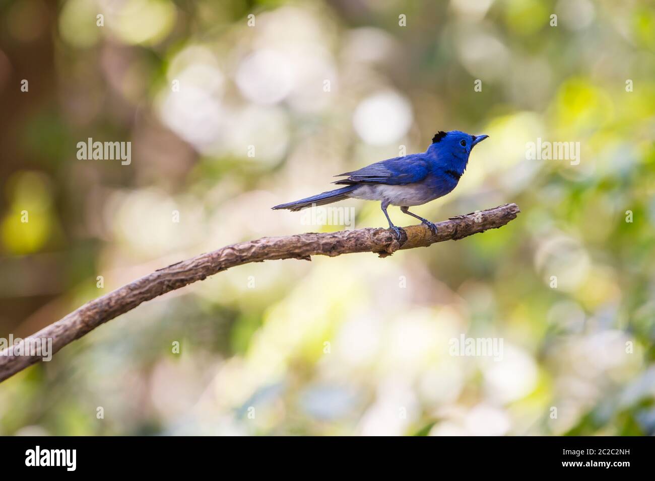 Black Naped Monarch Hypothymis Azurea Bird High Resolution Stock ...