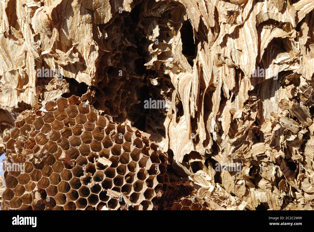 Hornet net insects die biodiversity vespa crabro hexagon petition Hornissennest Stock Photo