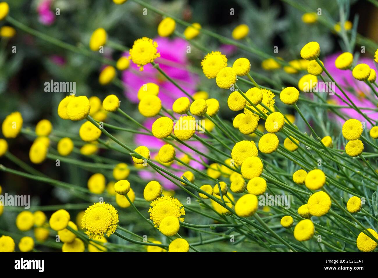 Santolina rosmarinifolia Green Lavender Cotton Stock Photo