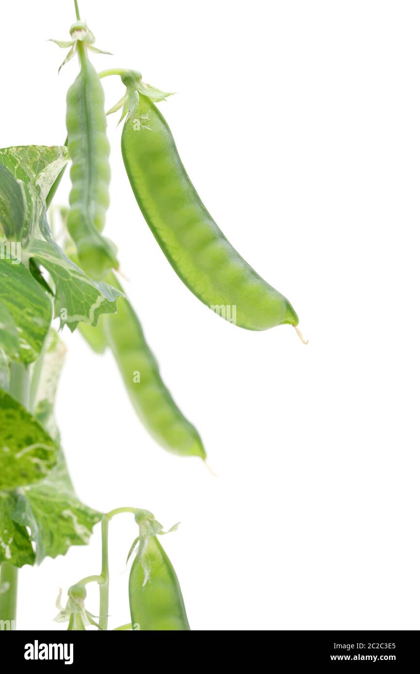 green soy bean isolated on white background Stock Photo