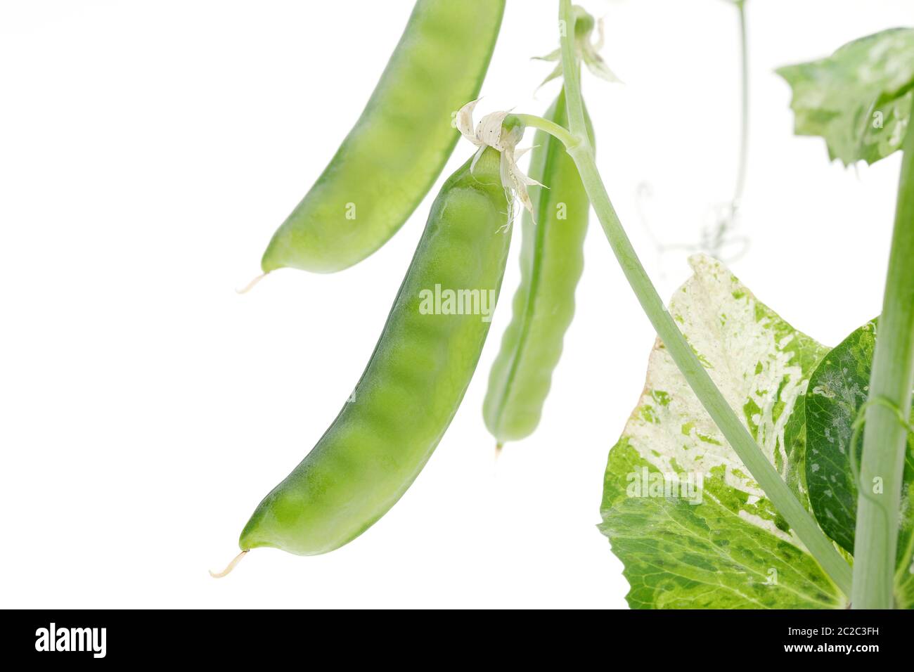 green soy bean isolated on white background Stock Photo