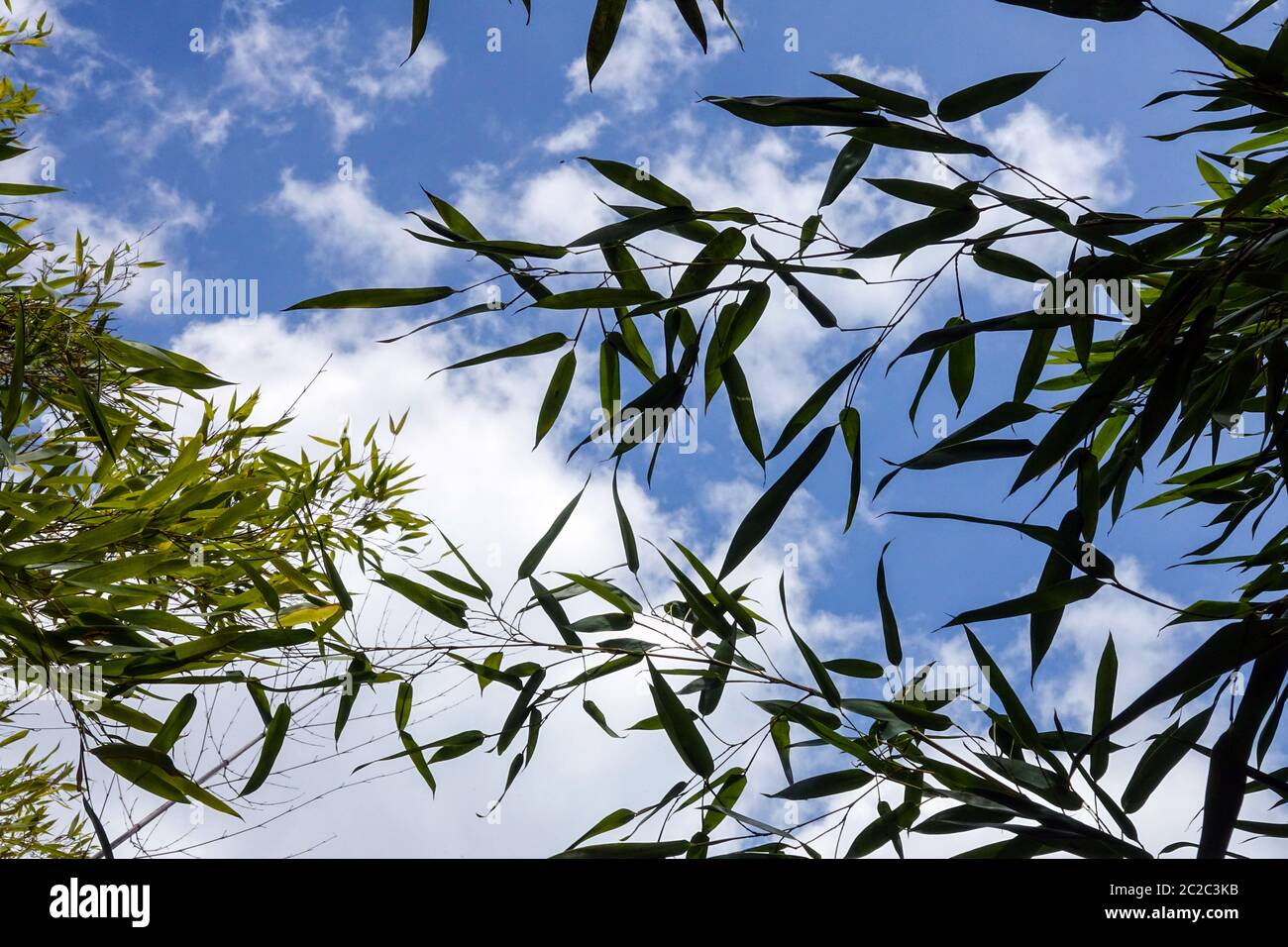 Bamboo Phyllostachys praecox Stock Photo