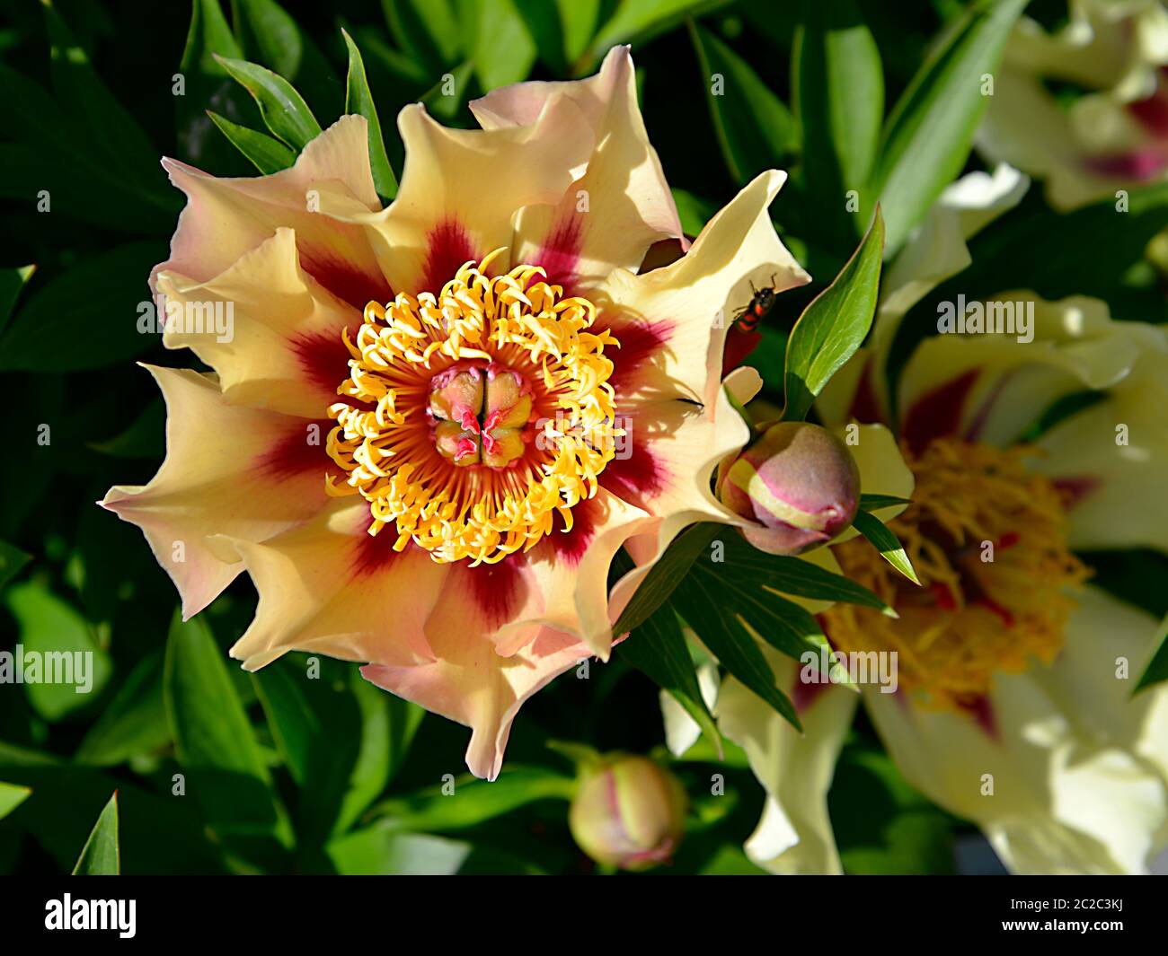 Closeup yellow Chinese peony flower (Paeonia lactiflora) Stock Photo