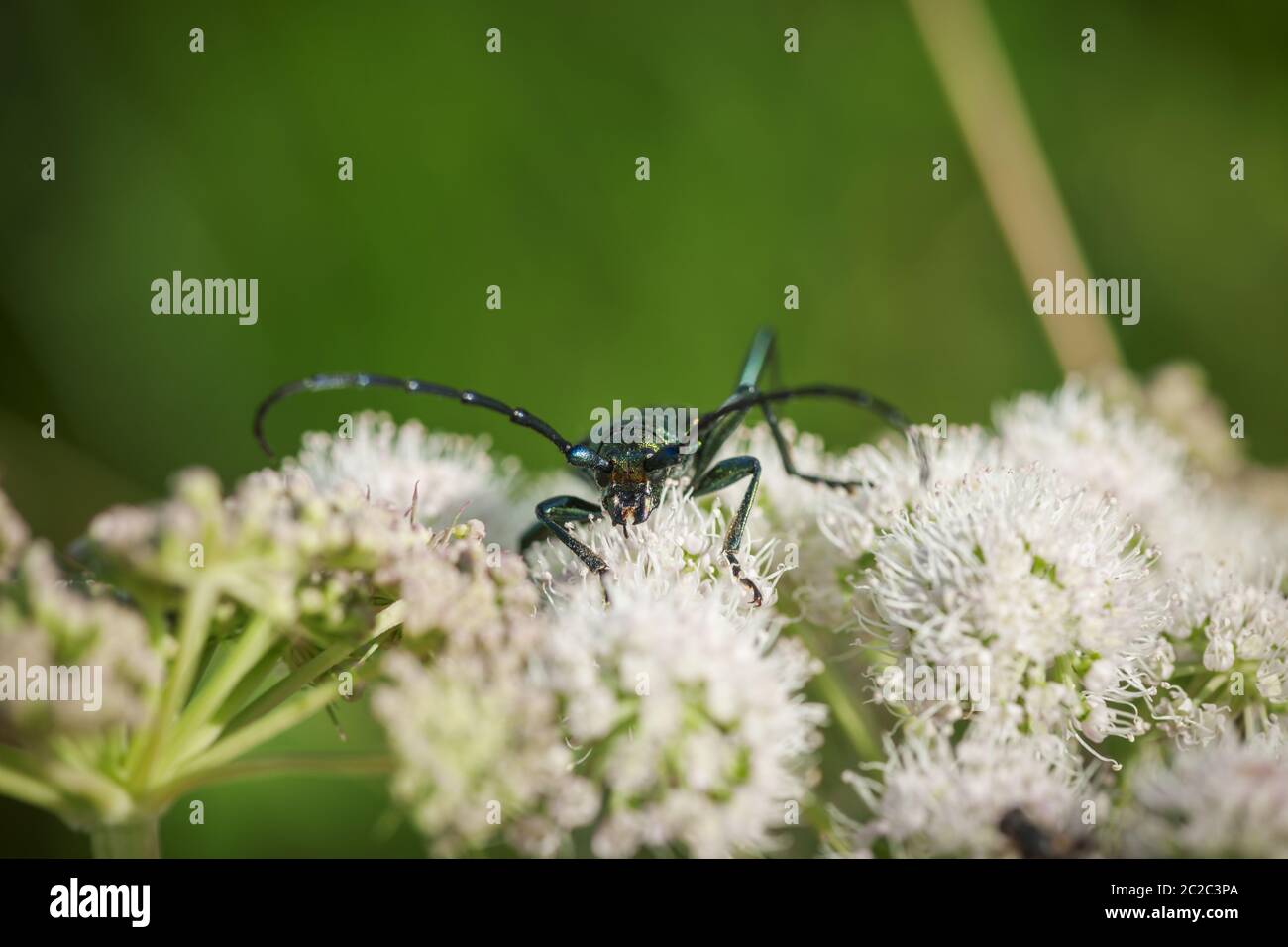 face-of-aromia-moschata-moschusbock-kaefer-stock-photo-alamy