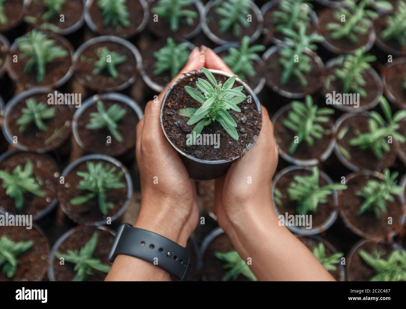 Growing seedlings in peat pots. Hands of african american girl with smart watch hold flowers Stock Photo