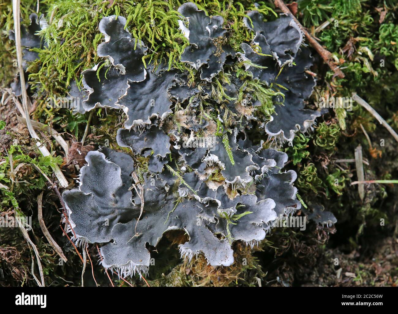 Scaled dog lichen Peltigera praetextata Stock Photo