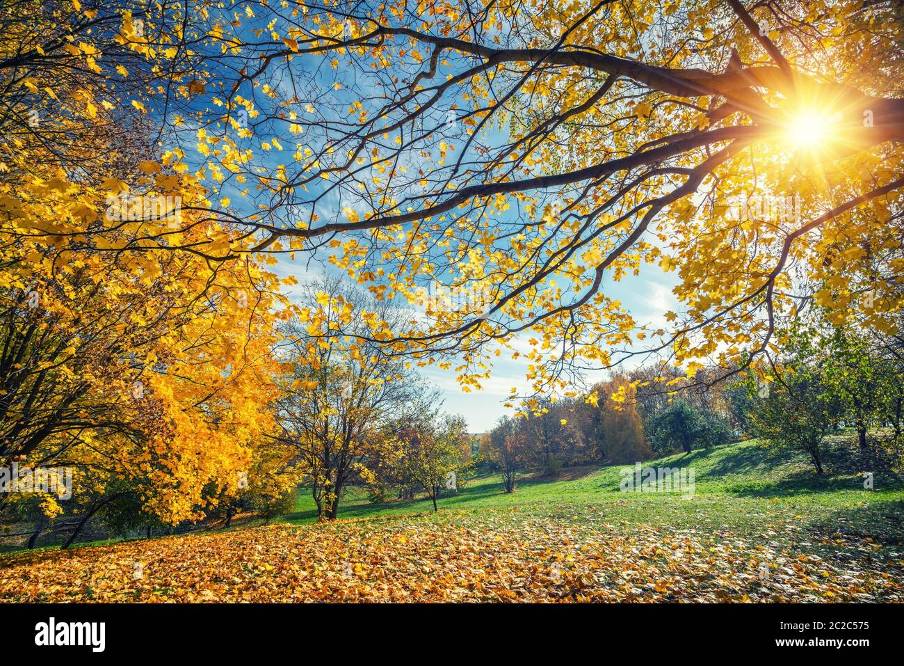 Sunny autumn landscape with golden trees and blue sky in countryside Stock Photo