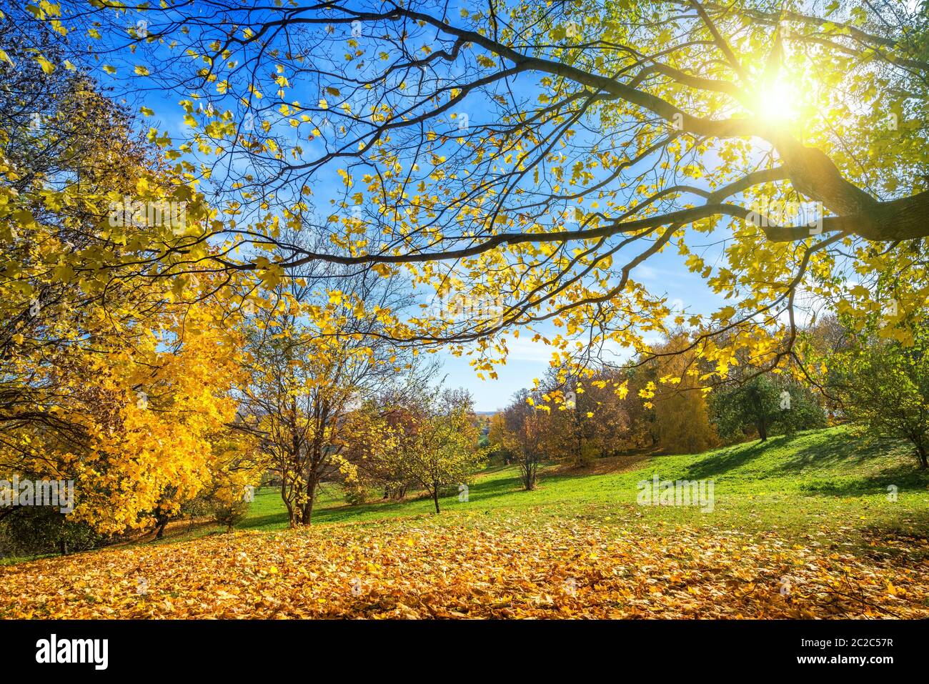 Sunny autumn landscape with golden trees and blue sky in countryside Stock Photo