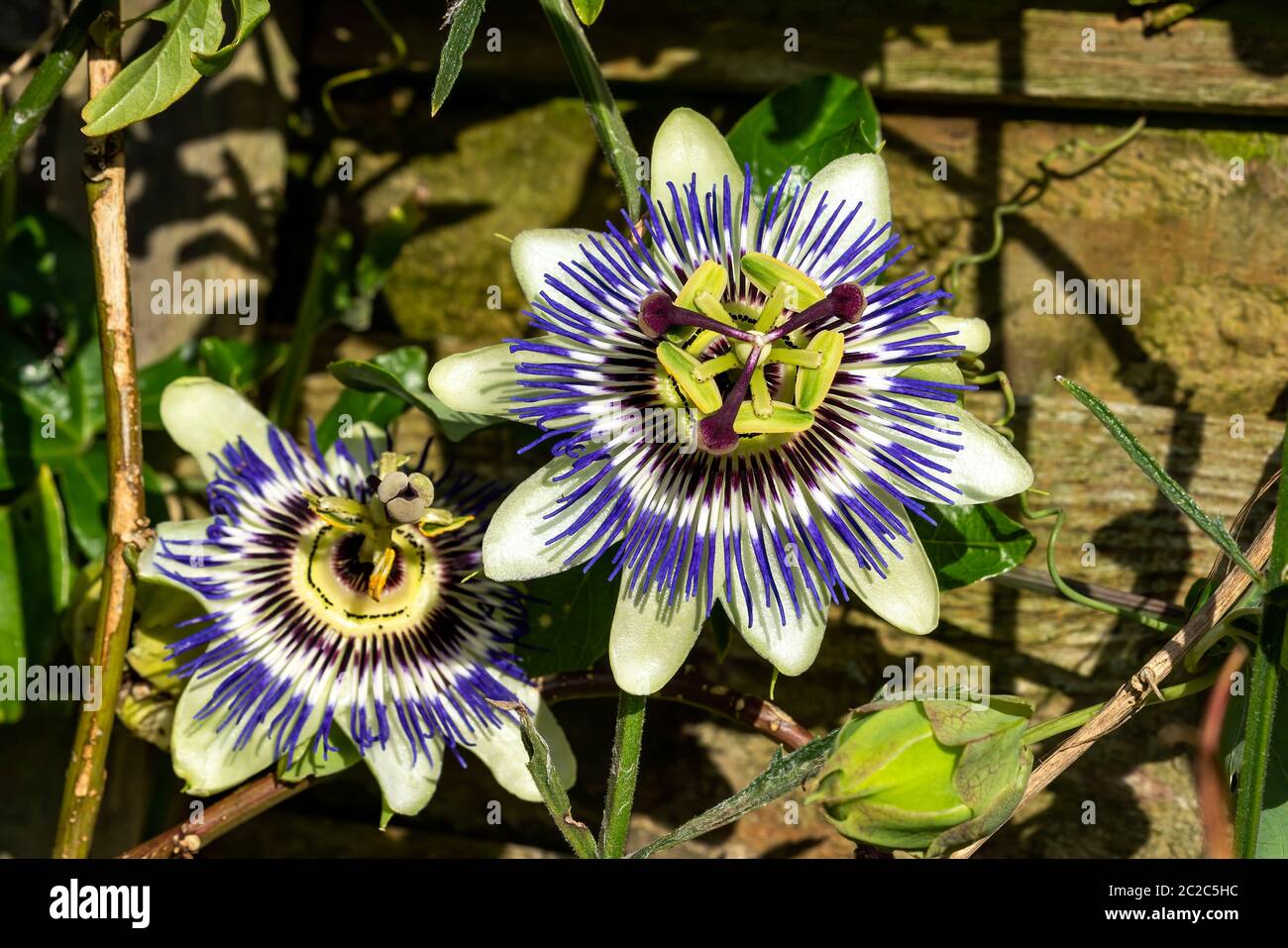 Passion flower (passiflora caerulea) a blue white summer flower plant  which is a deciduous semi evergreen perennial climbing vine with orange fruit Stock Photo