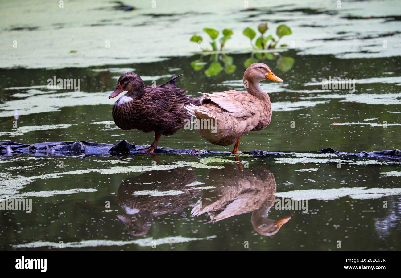 Landscape paris Mottled Duck birds with water reflation .Selective focus. Shallow depth of field. Background blur. Stock Photo