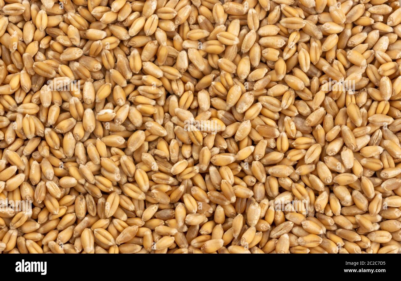 Wheat grains background, seeds texture Stock Photo