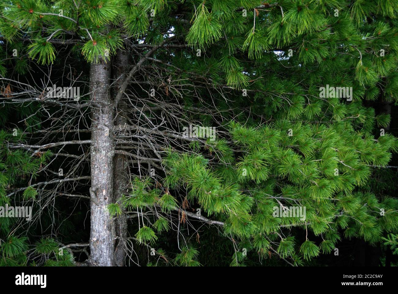 branches and trunks of cedar Stock Photo
