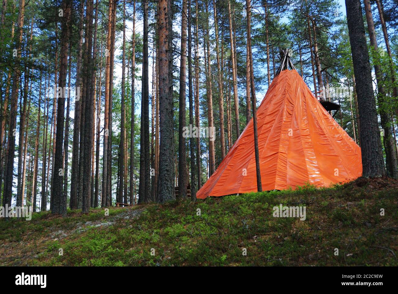 orange tent in a pine forest Stock Photo