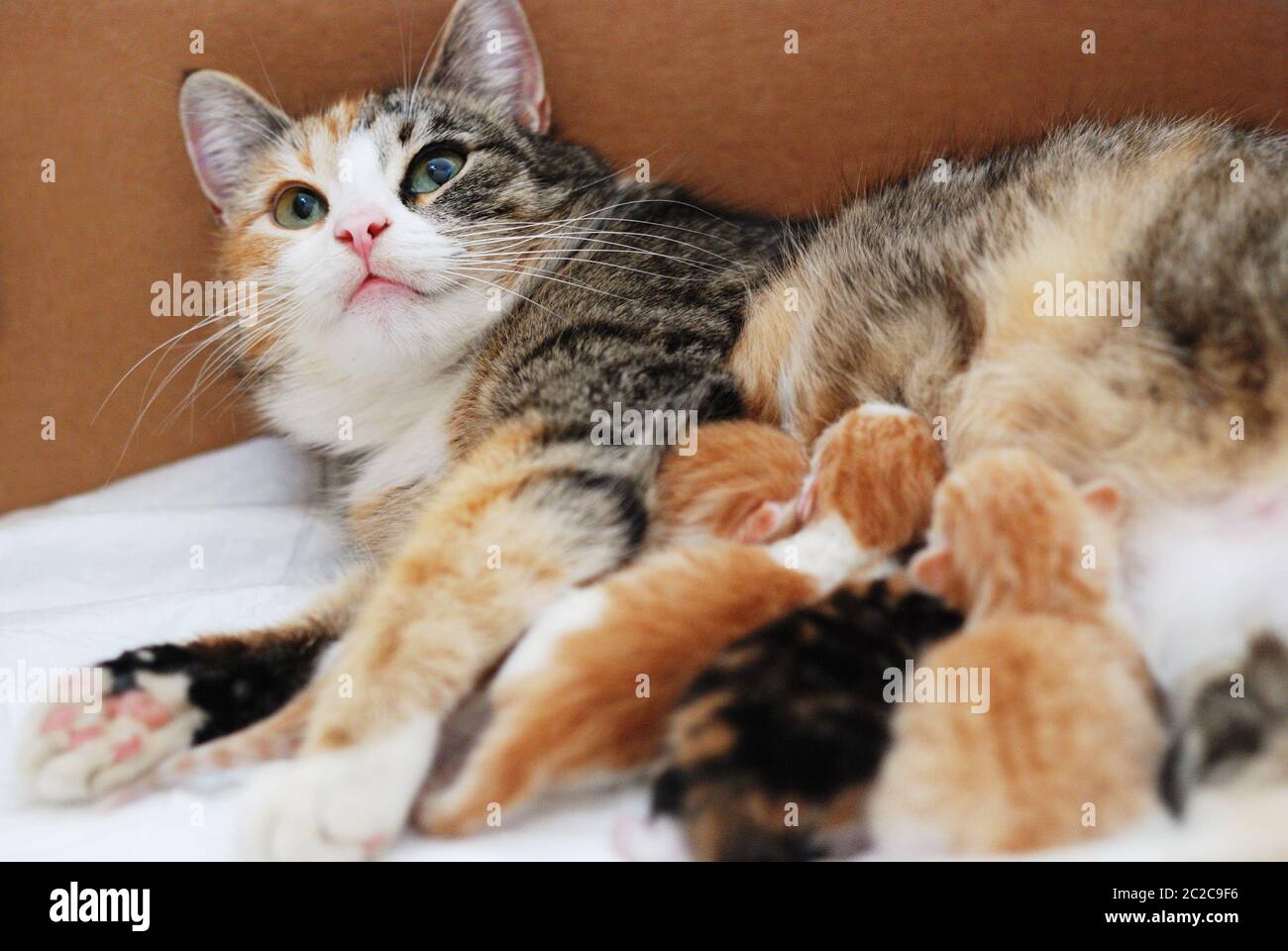 cat feeding little kittens Stock Photo Alamy