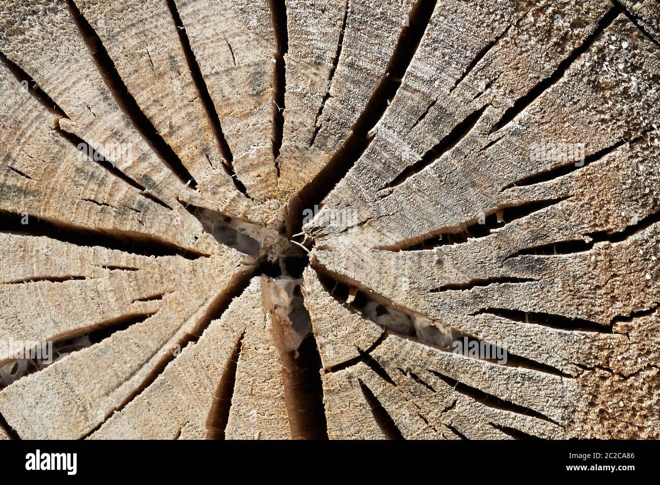 sawn weathered trunk of a poplar with cracks Stock Photo