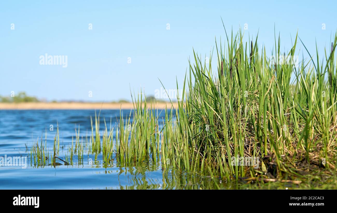 Grass (sedge) on the shore of a lake in a nature reserve near Magdeburg Stock Photo