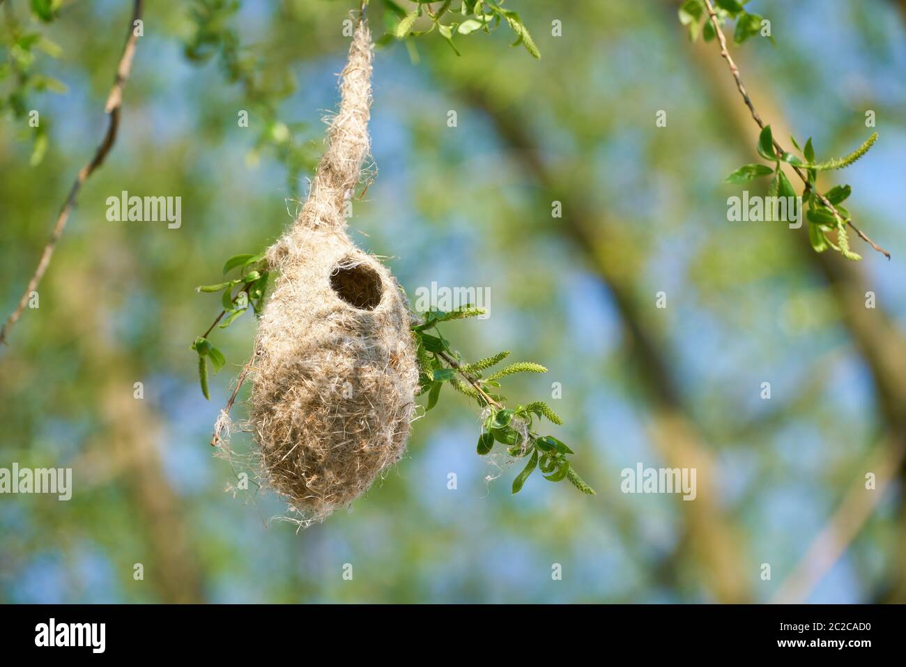 Nest of a Penduline Tit (Remiz pendulinus) in spring in a nature reserve near Magdeburg in Germany Stock Photo