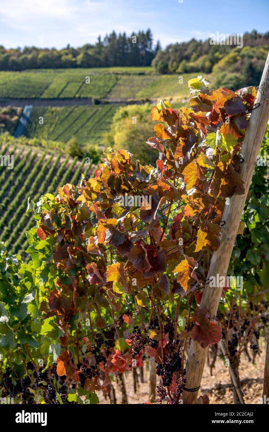 Wine growing region Stock Photo Alamy