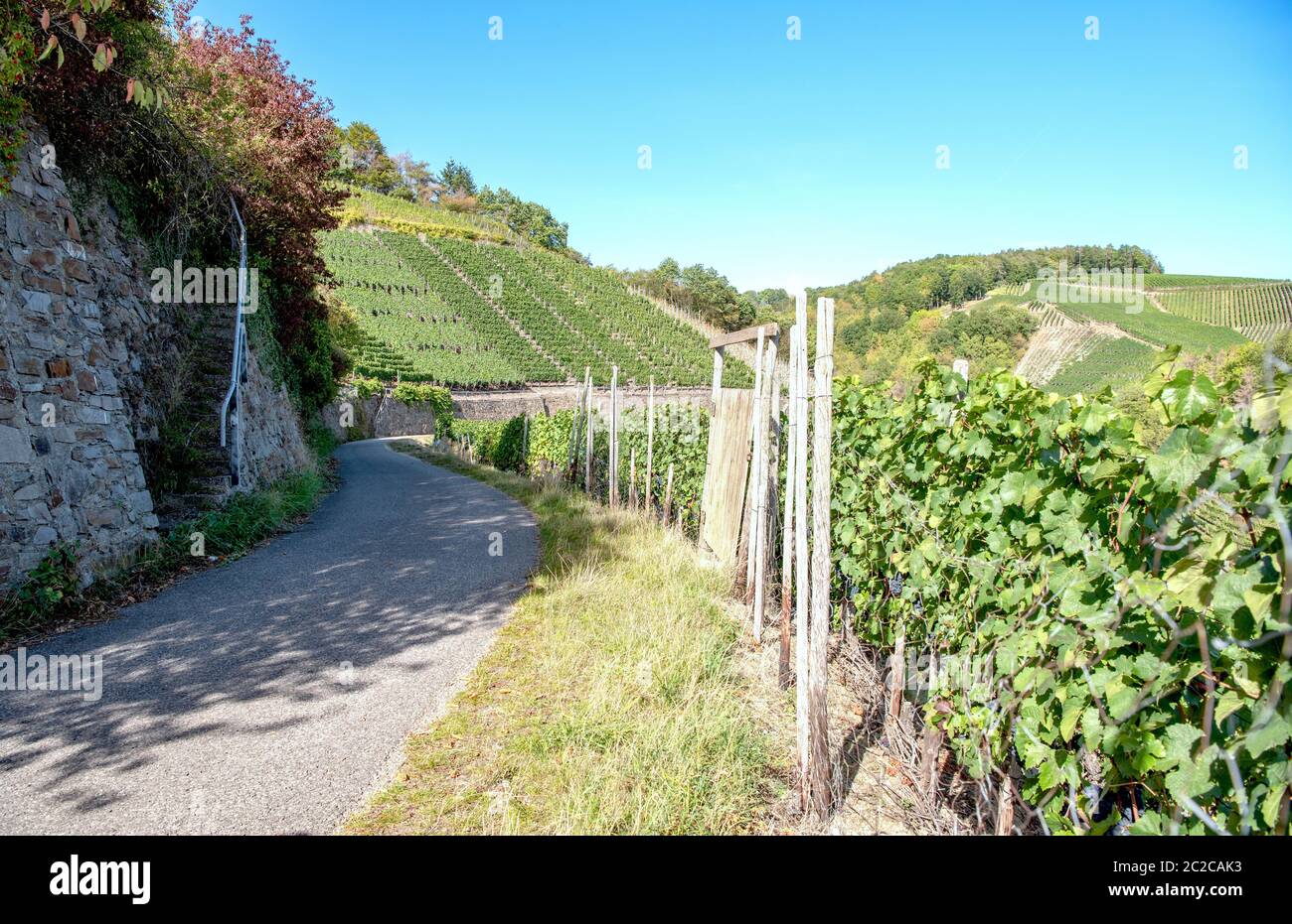Wine growing region Stock Photo Alamy