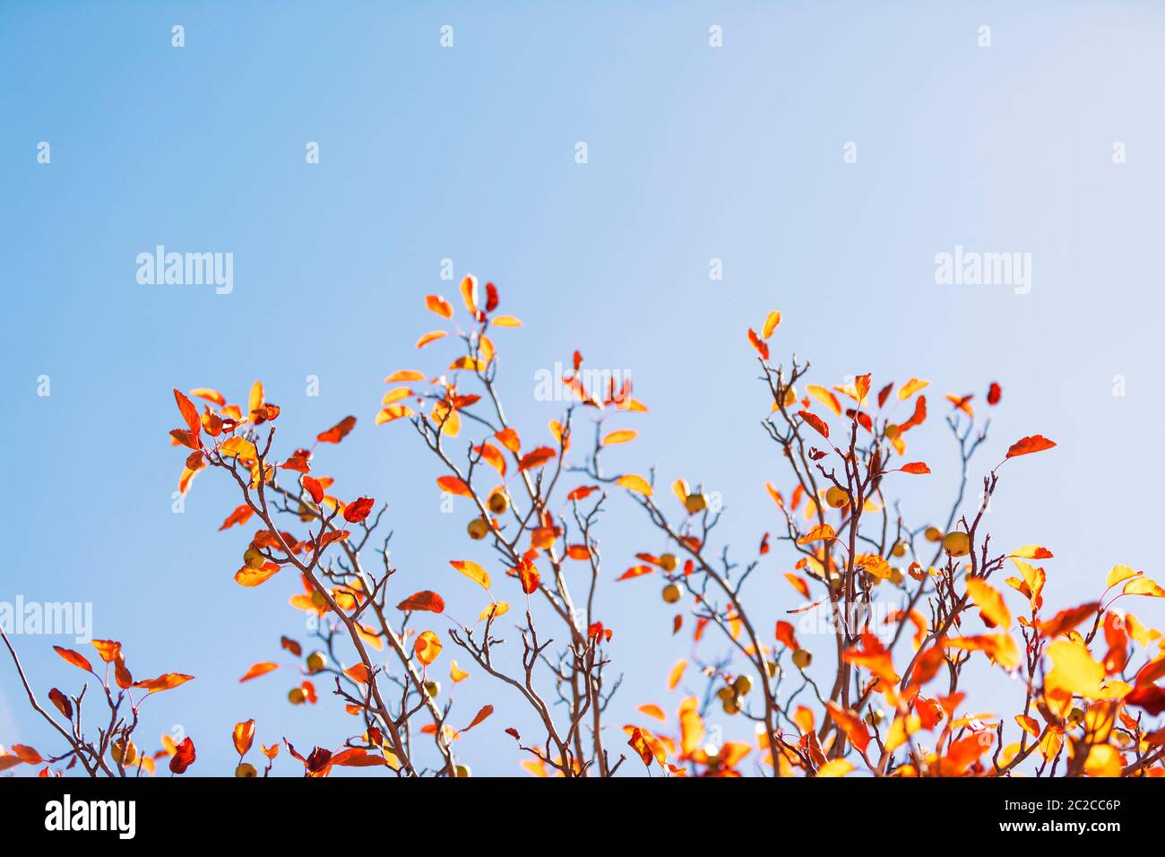 Blue sky tree leaves hi-res stock photography and images - Alamy