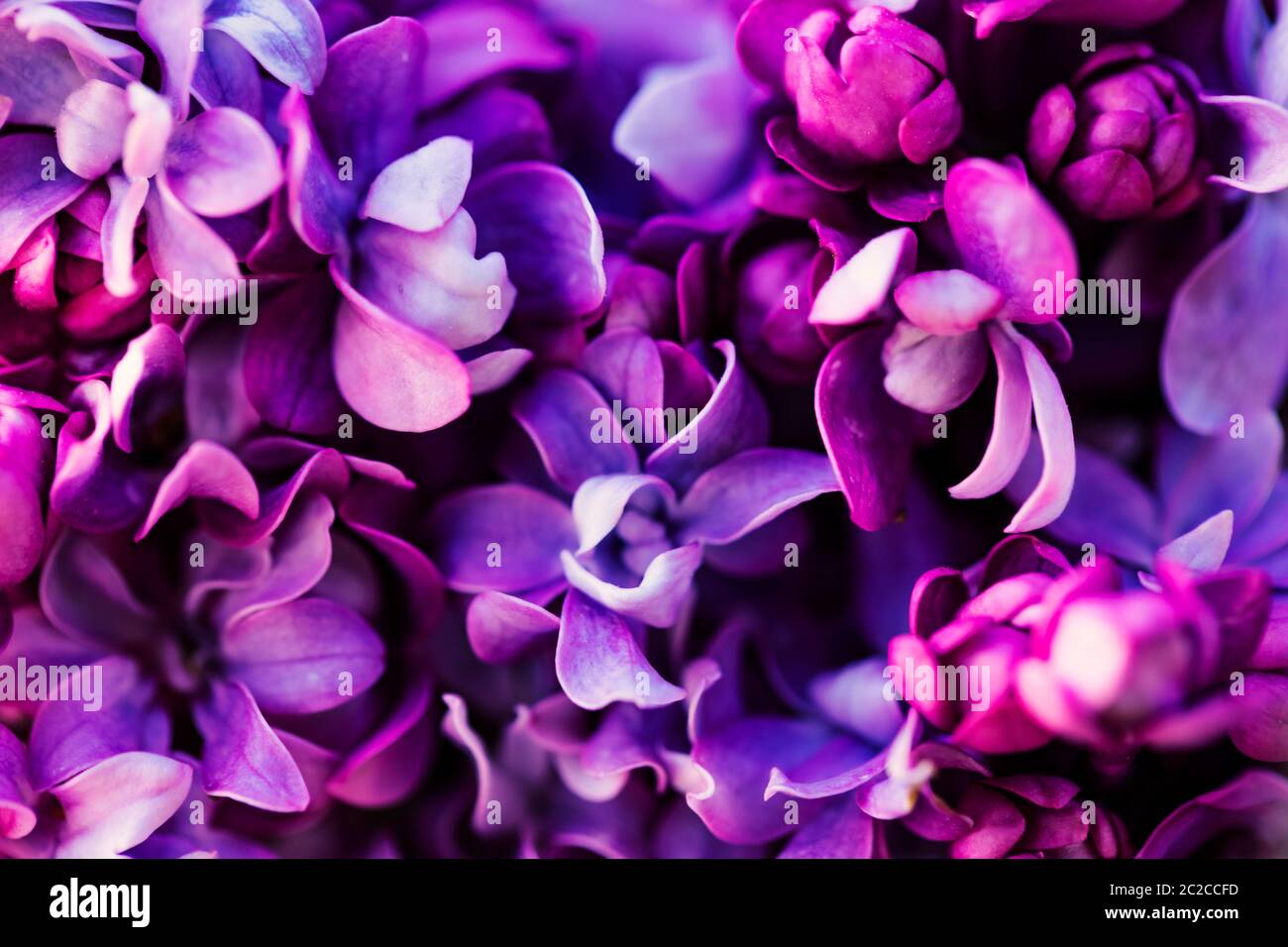 Purple lilac flowers background Stock Photo