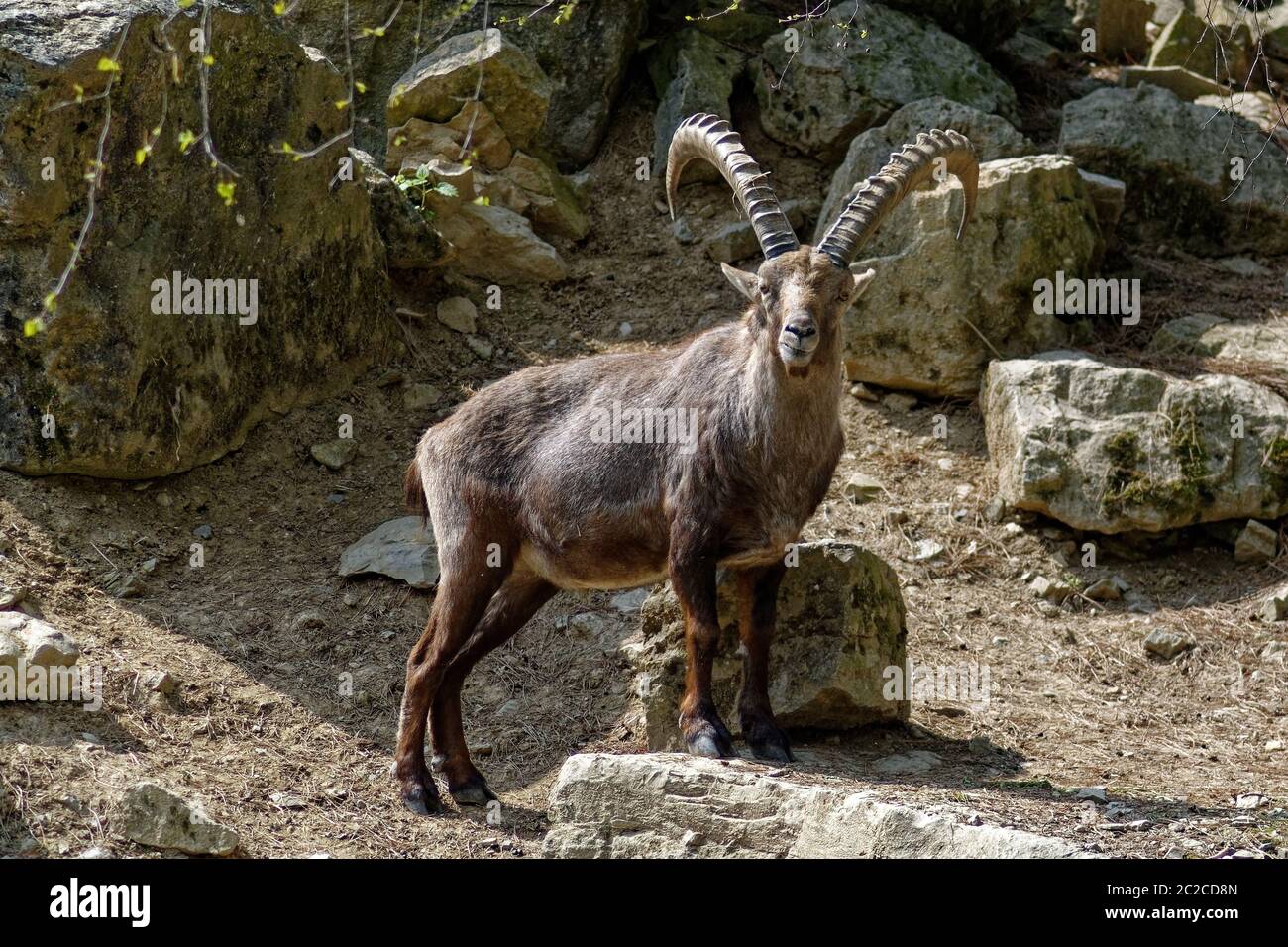 Alpine Ibex Stock Photo