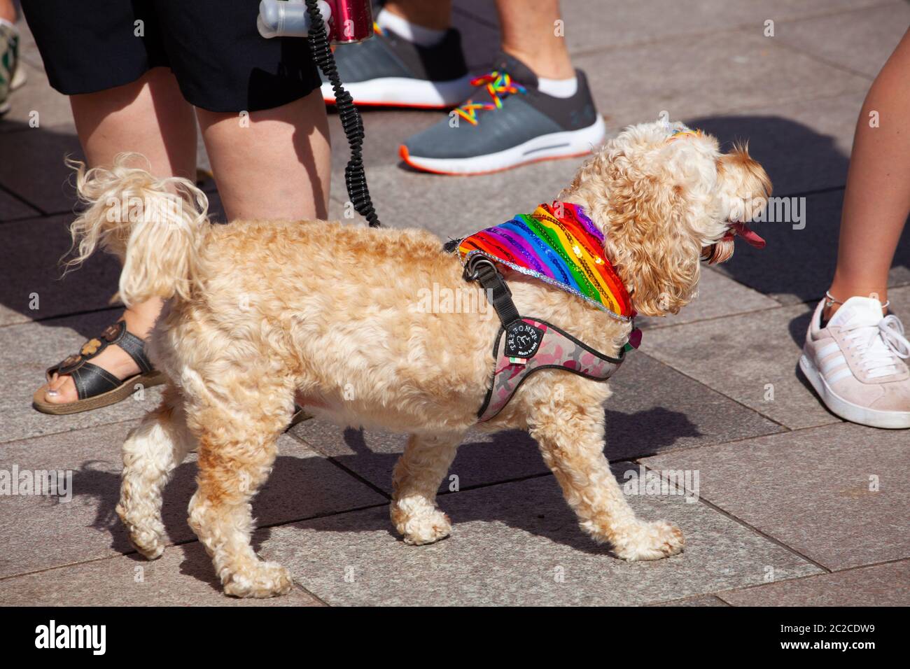 Dog wearing an LGBTQI rainbow flag at  the 2019 Gay Pride march in Cardiff, Pride Cymru. Stock Photo