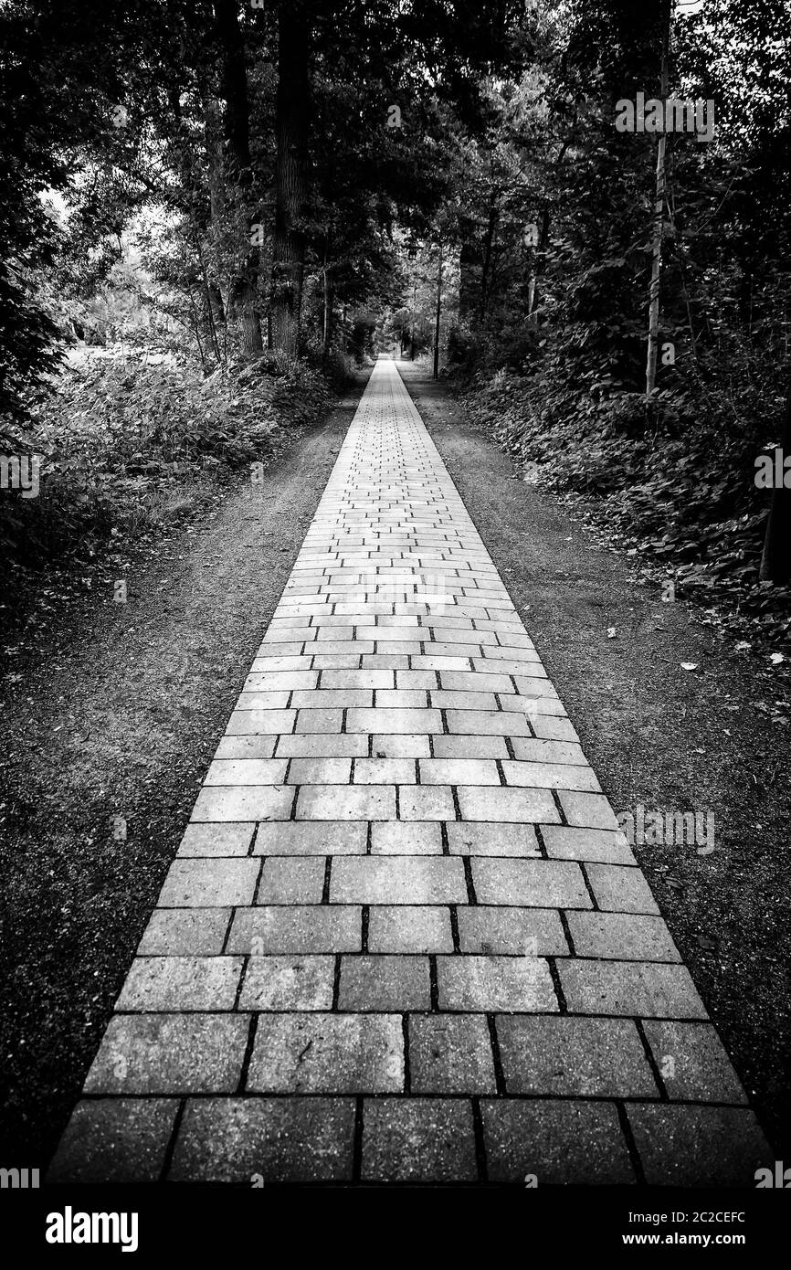 Cobblestone road in the forest, pedestrian walk detail, nature in the