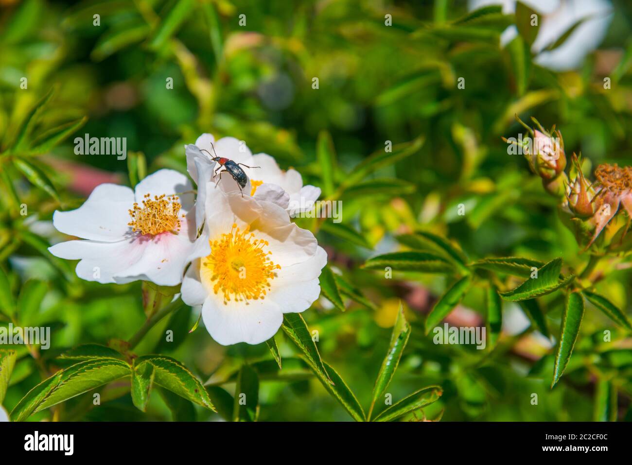 Wild rose flowers Stock Photo