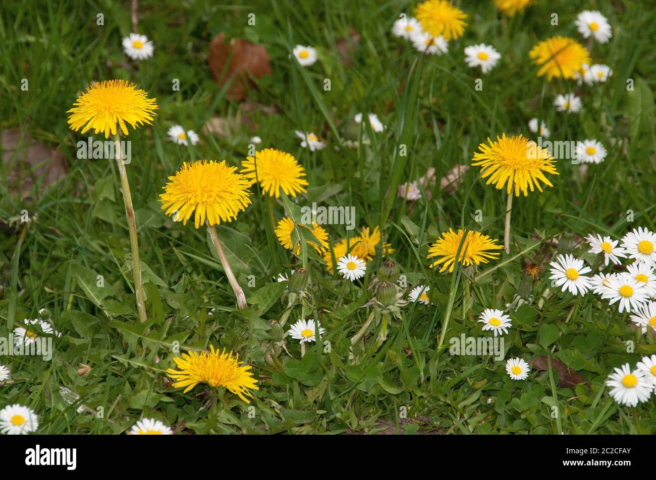 Summer meadow with dandelion Stock Photo