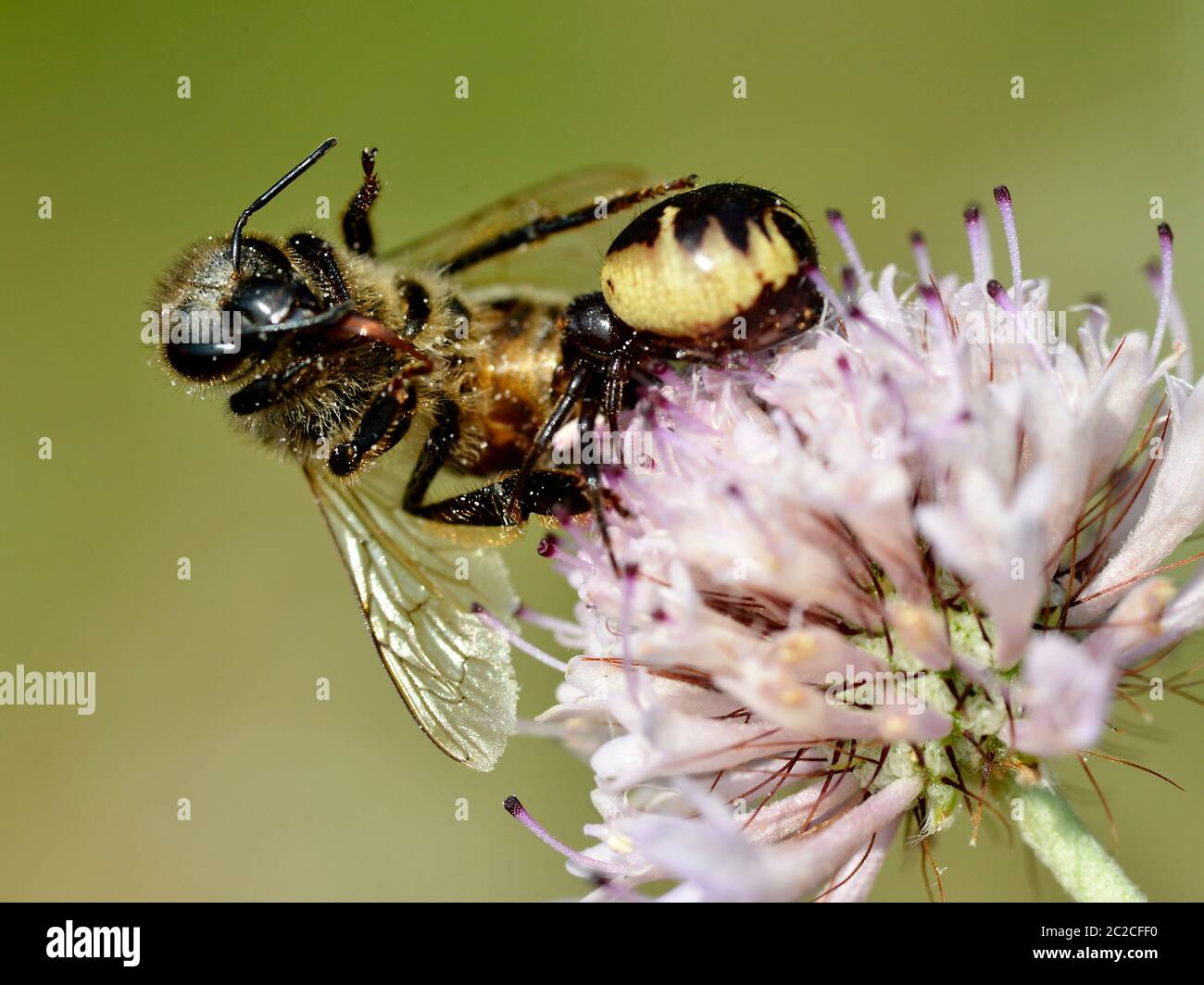 Napoleon spider (Synema globosum) eating honeybee on  knautia flower. Stock Photo