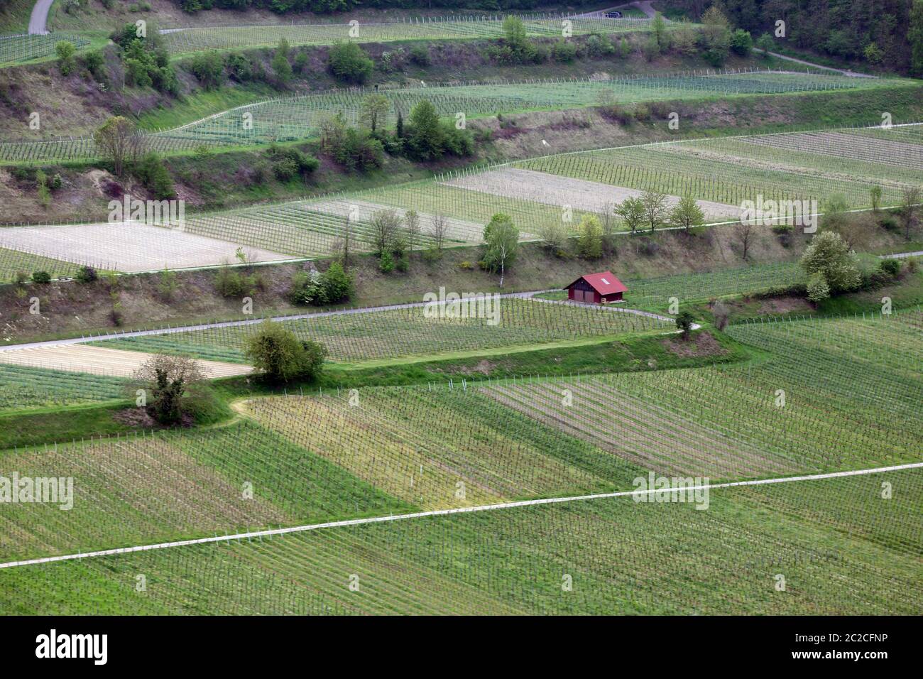 View from Schneckenberg to viticulture near Achkarren in Kaiserstuhl Stock Photo