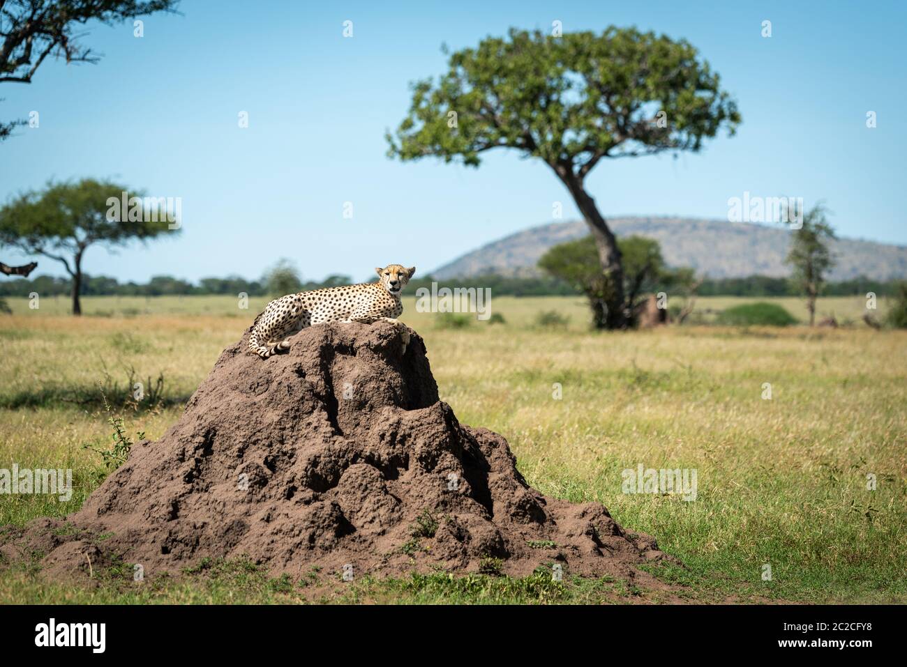 Cheetah lies on termite mound watching camera Stock Photo
