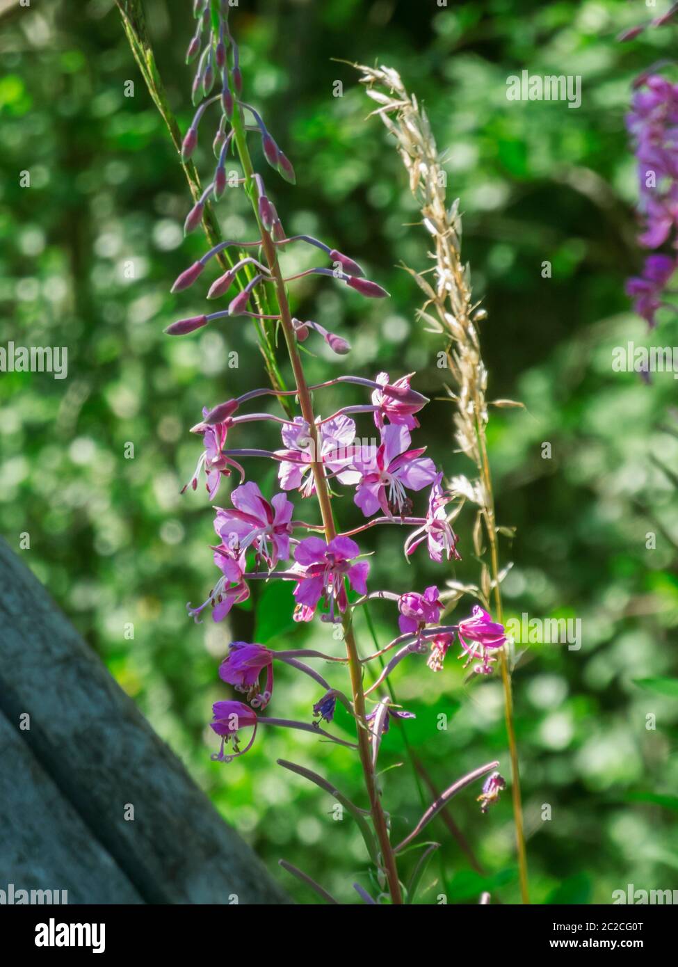 Close-up of a stem of the small-flowered willow tree (lat .: Epilobium parviflorum) in front of blurred natural green background. Stock Photo