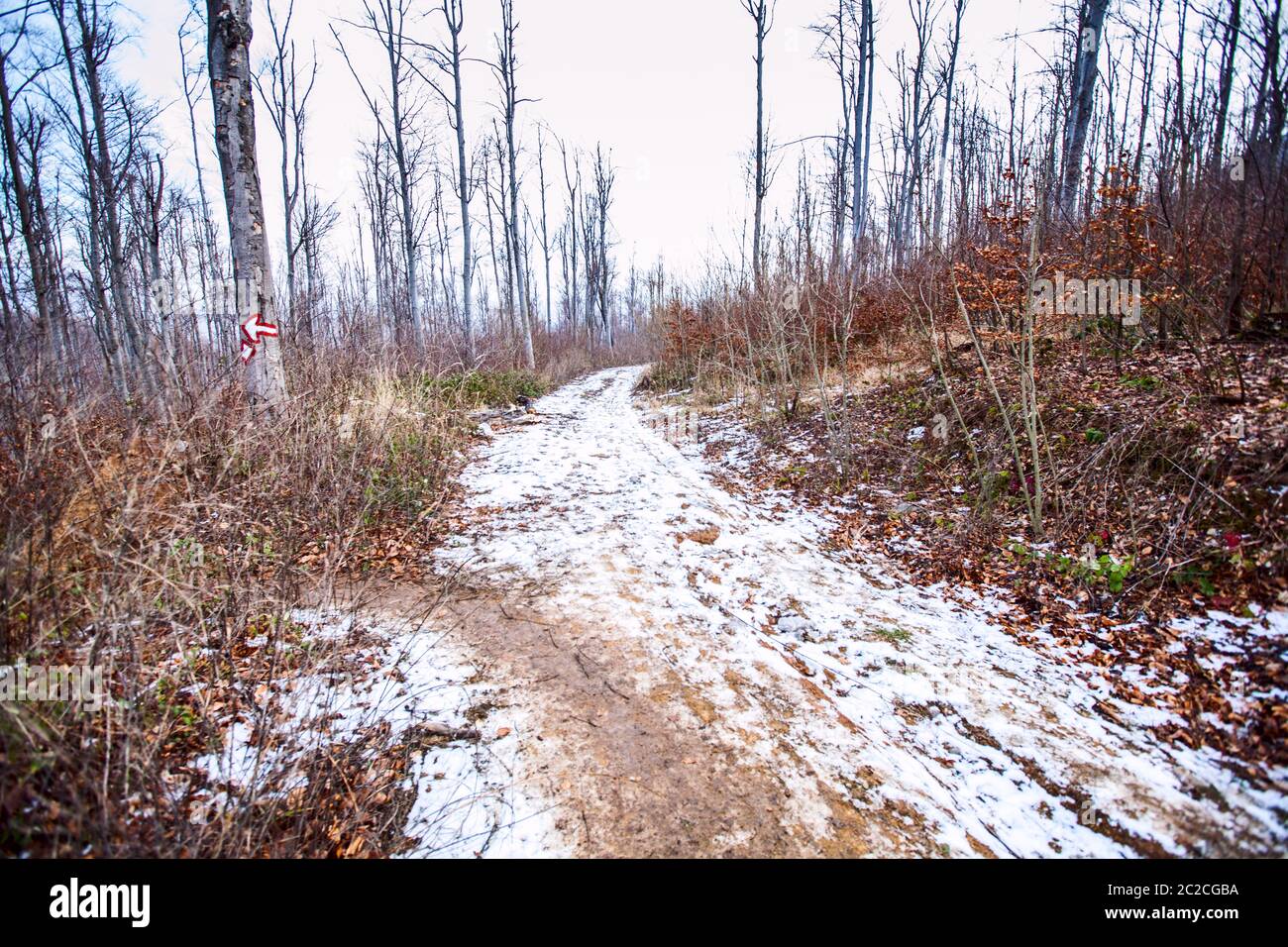 Winter forest landscape trees with snow Stock Photo - Alamy