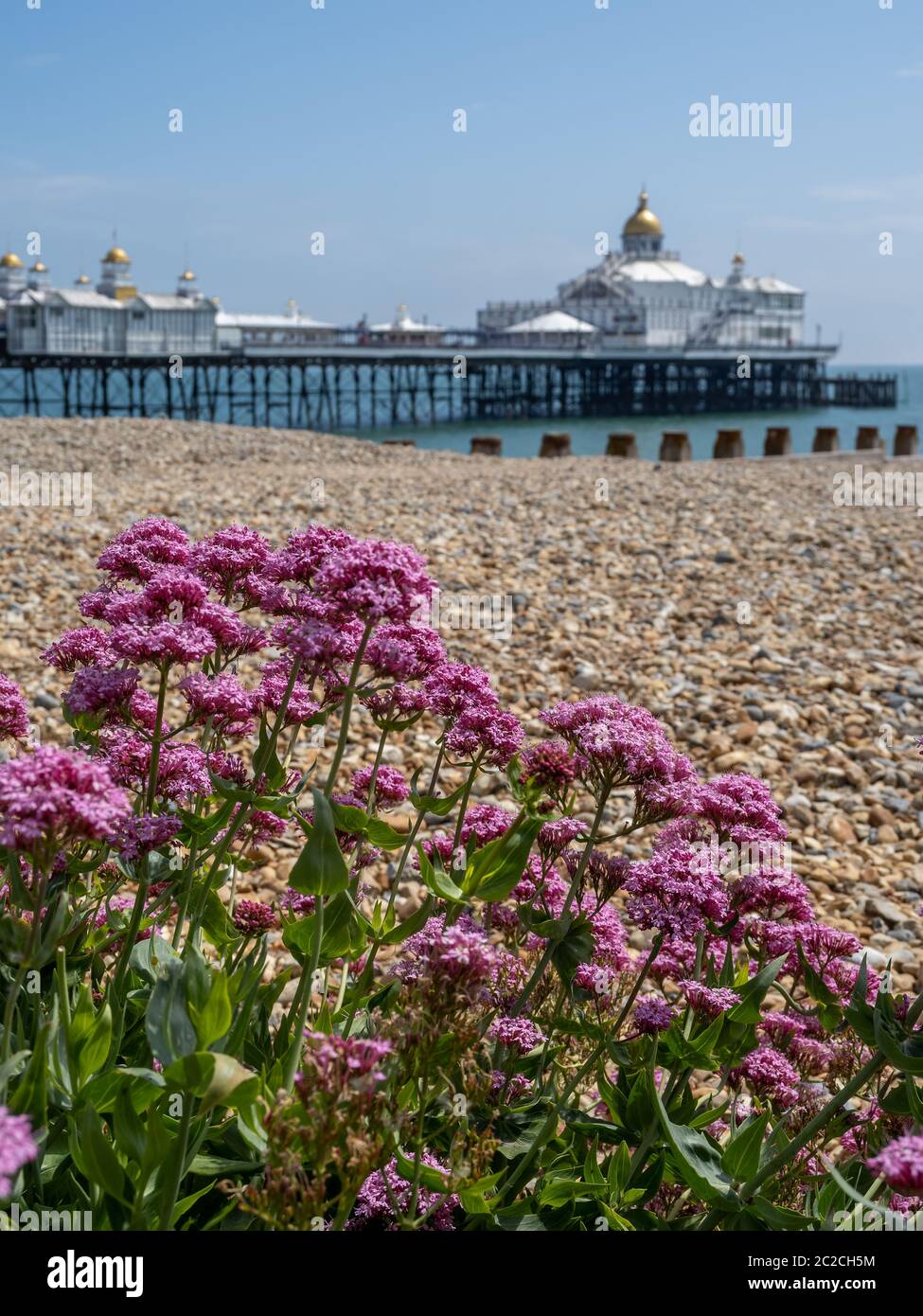 Wild Red Valerian flowers blooming on the beach at Eastboune in summertime Stock Photo