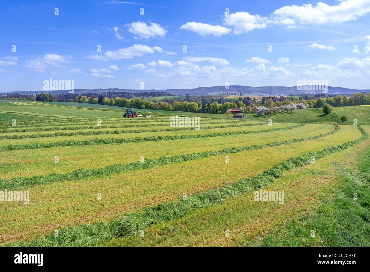 Harvest of green fodder in rural landscape in spring Stock Photo