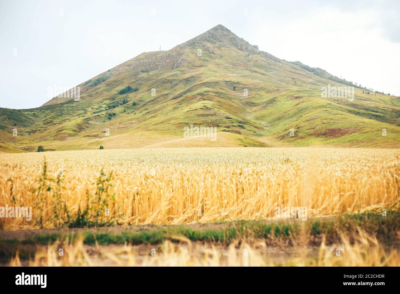 Summer Landscape with Wheat Field and Clouds Stock Photo - Alamy