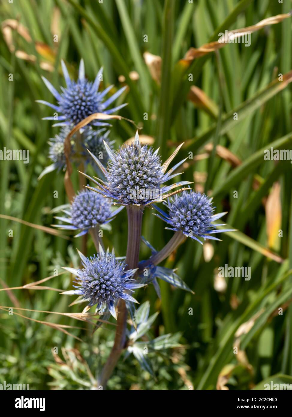 Picos Blue Sea Holly (Eryngium bourgatii ) flowering next to the promenade in Eastbourne Stock Photo
