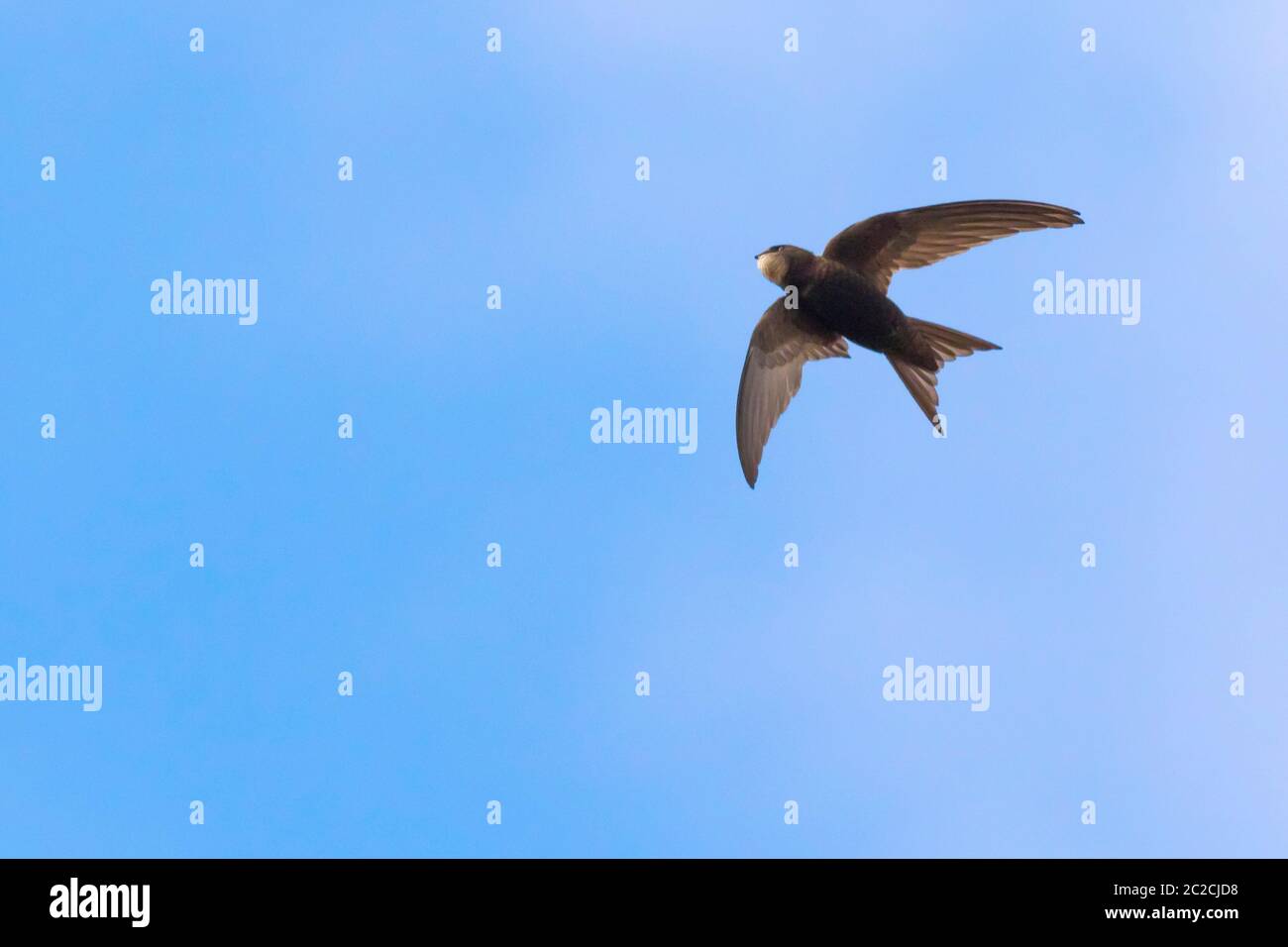 a-flying-common-swift-under-blue-sky-stock-photo-alamy