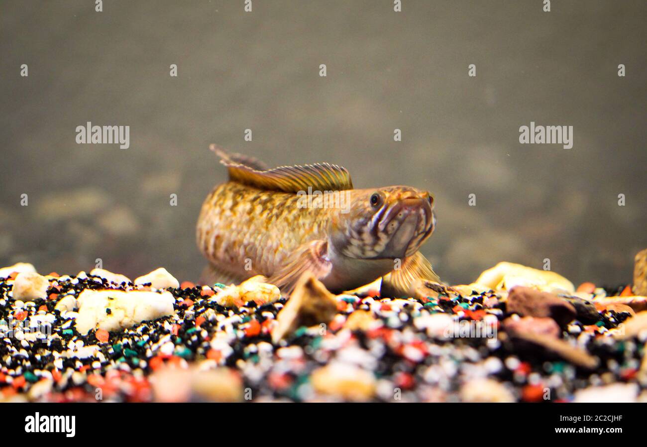 Detail of a mudhead fish in aquarium Stock Photo Alamy