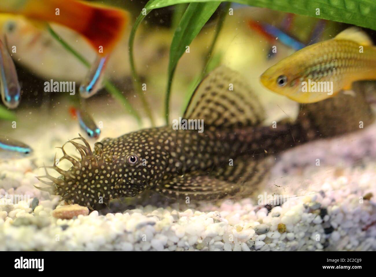 Detail of a catfish, fish in aquarium Stock Photo